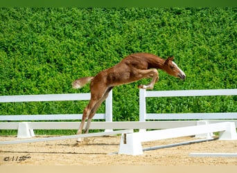 Austrian Warmblood, Stallion, Foal (04/2025), 16,2 hh, Chestnut-Red