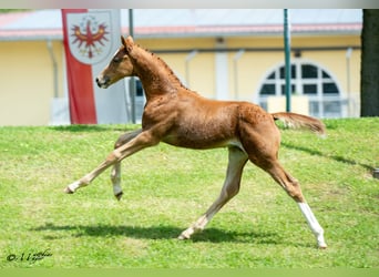 Austrian Warmblood, Stallion, Foal (04/2025), 16,2 hh, Chestnut-Red
