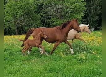 Austrian Warmblood, Stallion, , 16,2 hh, Chestnut-Red
