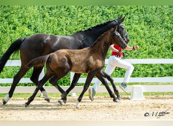 Austrian Warmblood, Stallion, Foal (02/2025), 16,3 hh, Black
