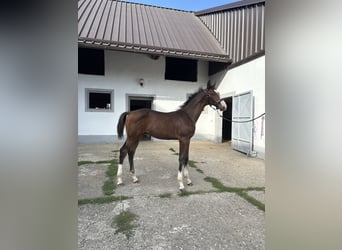 Austrian Warmblood, Stallion, Foal (05/2025), 16,3 hh, Brown