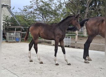 Austrian Warmblood, Stallion, Foal (03/2025), 16,3 hh, Smoky-Black