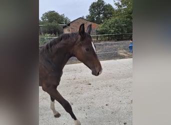 Austrian Warmblood, Stallion, Foal (03/2025), 16,3 hh, Smoky-Black