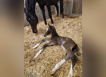 Austrian Warmblood, Stallion, Foal (03/2025), 16,3 hh, Smoky-Black