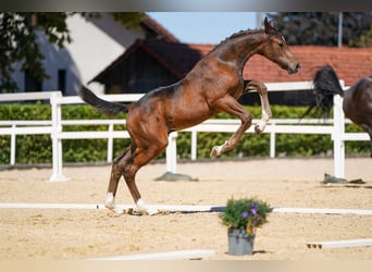 Austrian Warmblood, Stallion, Foal (05/2026), Bay-Dark