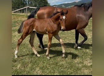 Austrian Warmblood, Stallion, Foal (06/2026), Bay