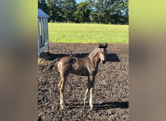Austrian Warmblood, Stallion, Foal (05/2026), Black