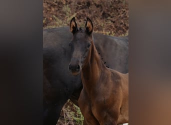 Austrian Warmblood, Stallion, Foal (06/2026), Black