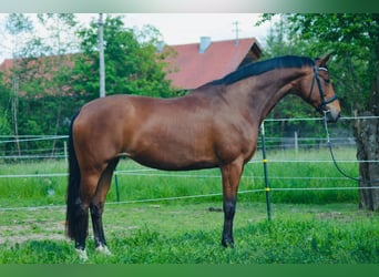 Austrian Warmblood, Stallion, Foal (06/2024), Brown