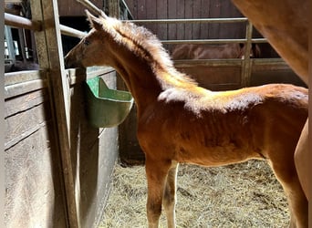 Austrian Warmblood, Stallion, Foal (06/2024), Brown