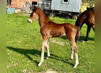 Austrian Warmblood, Stallion, Foal (06/2024), Brown