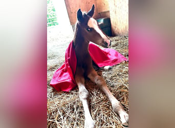 Austrian Warmblood, Stallion, Foal (06/2024), Brown