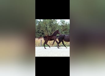 Austrian Warmblood, Stallion, Foal (05/2023), Brown