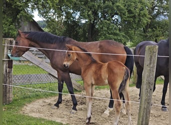 Austrian Warmblood, Stallion, Foal (05/2026), Brown