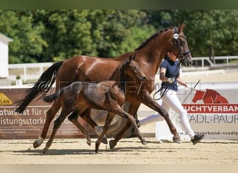 Austrian Warmblood, Stallion, , Brown