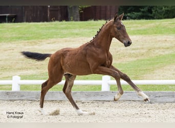 Austrian Warmblood, Stallion, Foal (04/2024), Brown