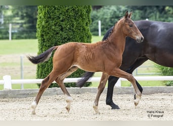 Austrian Warmblood, Stallion, Foal (04/2024), Brown