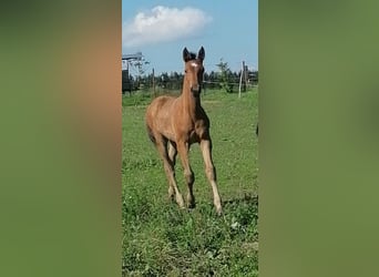 Austrian Warmblood, Stallion, Foal (04/2024), Brown