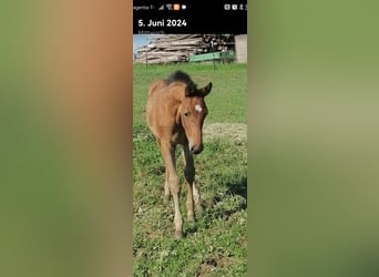 Austrian Warmblood, Stallion, Foal (04/2024), Brown