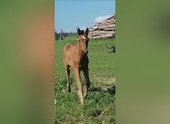 Austrian Warmblood, Stallion, Foal (04/2024), Brown