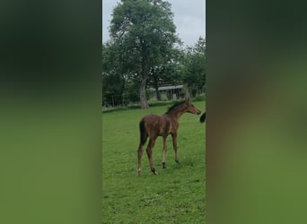 Austrian Warmblood, Stallion, Foal (04/2024), Brown