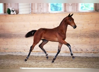 Austrian Warmblood, Stallion, Foal (02/2024), Brown