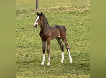Austrian Warmblood, Stallion, , Brown