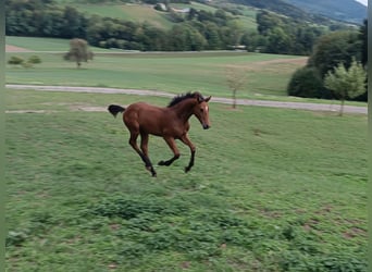 Austrian Warmblood, Stallion, Foal (04/2026), Brown
