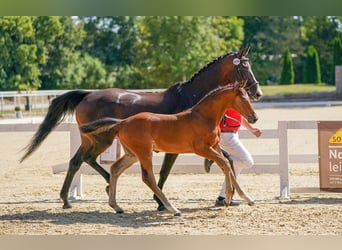 Austrian Warmblood, Stallion, Foal (05/2024), Brown