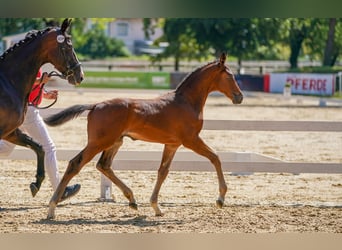 Austrian Warmblood, Stallion, Foal (05/2024), Brown