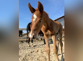Austrian Warmblood, Stallion, Foal (03/2025), Chestnut