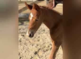 Austrian Warmblood, Stallion, Foal (03/2025), Chestnut