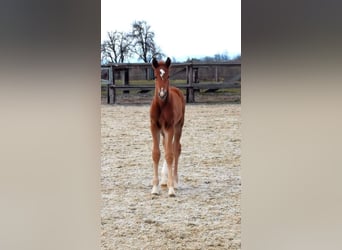 Austrian Warmblood, Stallion, Foal (03/2025), Chestnut