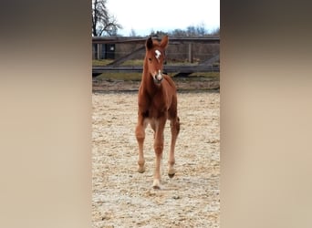 Austrian Warmblood, Stallion, Foal (03/2025), Chestnut