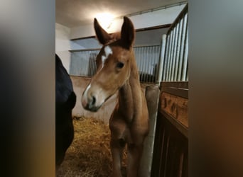 Austrian Warmblood, Stallion, Foal (03/2025), Chestnut