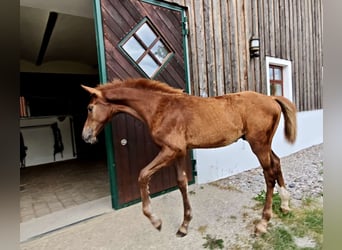 Austrian Warmblood, Stallion, Foal (03/2025), Chestnut