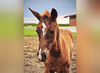 Austrian Warmblood, Stallion, Foal (03/2025), Chestnut
