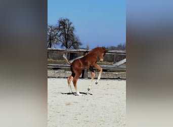 Austrian Warmblood, Stallion, Foal (03/2025), Chestnut