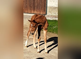 Austrian Warmblood, Stallion, Foal (03/2025), Chestnut