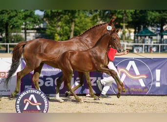 Austrian Warmblood, Stallion, Foal (05/2023), Chestnut