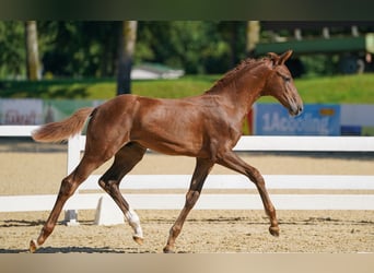 Austrian Warmblood, Stallion, Foal (05/2023), Chestnut