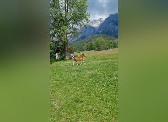 Austrian Warmblood, Stallion, Foal (03/2026), Chestnut