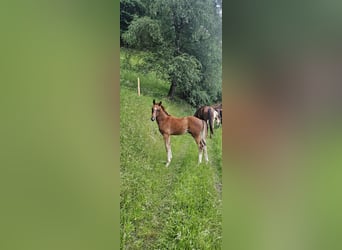 Austrian Warmblood, Stallion, Foal (03/2026), Chestnut