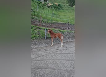 Austrian Warmblood, Stallion, Foal (03/2026), Chestnut