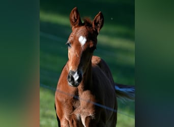 Austrian Warmblood, Stallion, Foal (03/2026), Chestnut