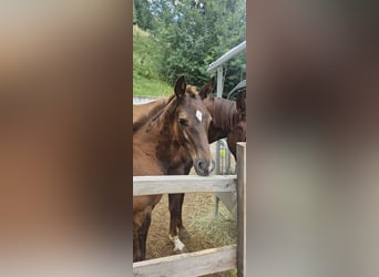 Austrian Warmblood, Stallion, Foal (03/2026), Chestnut