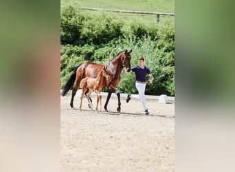 Österreichisches Warmblut, Hengst, Fohlen (05/2024), Fuchs