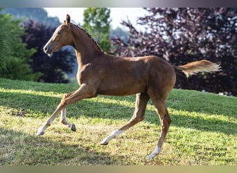 Austrian Warmblood, Stallion, Foal (02/2024), Chestnut-Red