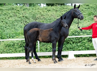 Austrian Warmblood, Stallion, Foal (03/2026)
