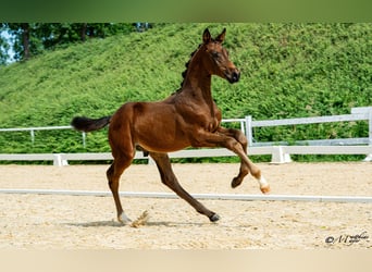 Austrian Warmblood, Stallion, Foal (04/2026)